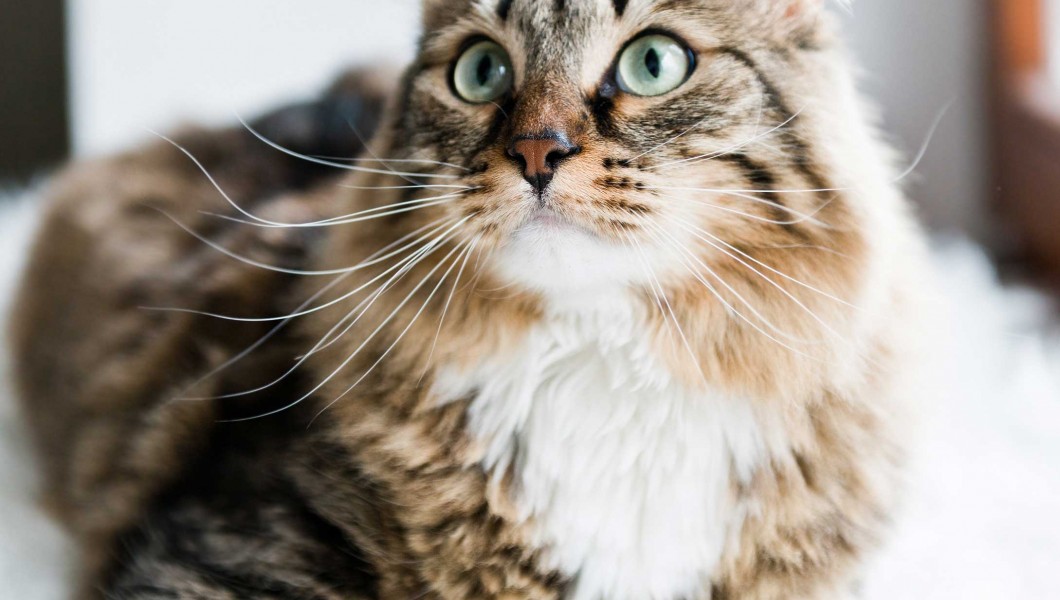 Η στειρωμένη γάτα έχει ειδικές διατροφικές ανάγκες