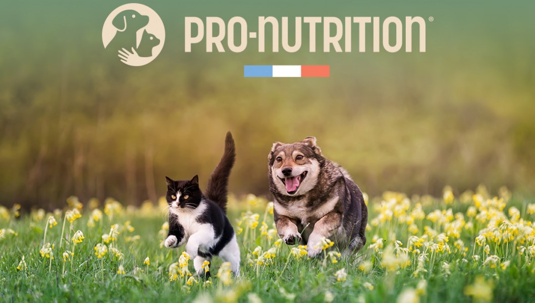 Ξηρά τροφή με ή χωρίς δημητριακά; Ποια είναι η σωστή επιλογή;